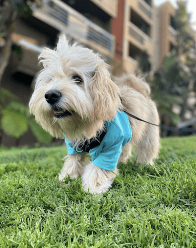 Dog walker The Pawfect Company Los Angeles