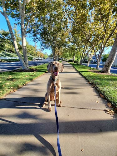 Dog walker The Pet Care Crew Irvine