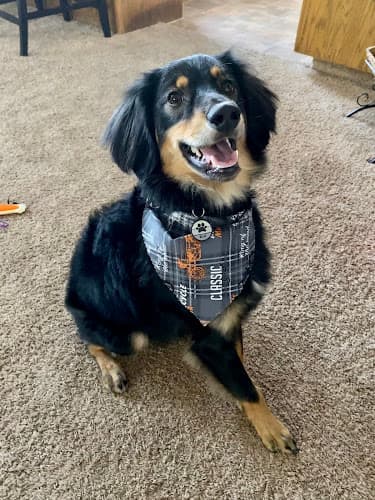 Dog walker The Pet Styling Co. Bakersfield