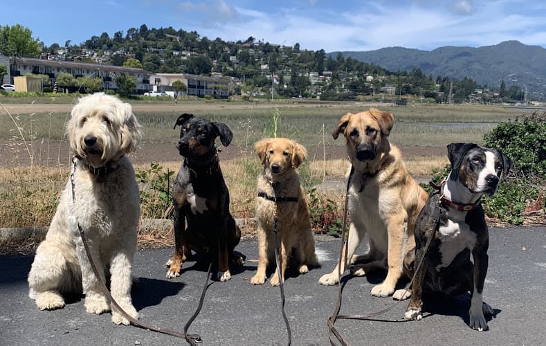 Dog walker The Tiburon Dog Butler Richmond
