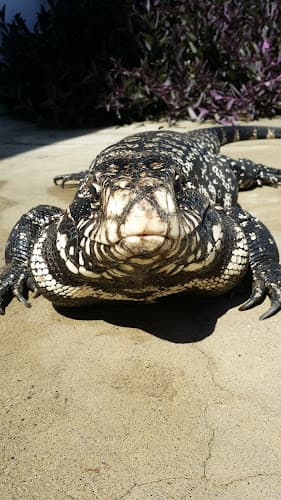 Dog walker The Wise Frog Reptile Rescue Visalia