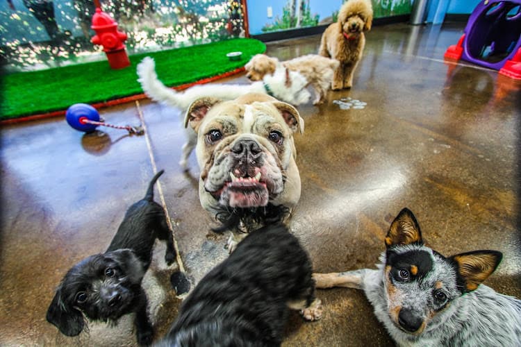 Dog walker The Zuri Pet Spa Mission Viejo