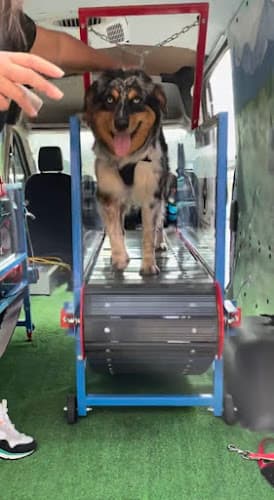 Dog walker TheK9Runner Bakersfield