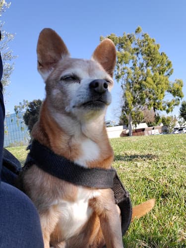 Dog walker Thomas Veterinary Hospital Downey