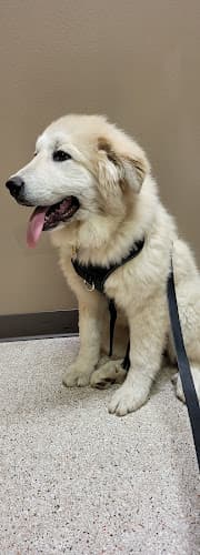 Dog walker Tieton Drive Animal Clinic Yakima