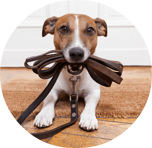 Dog walker Tom Tom's Dog Walking Service Portland