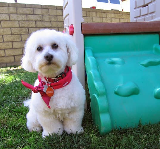 Dog walker Top Dog Inn, LLC Orange