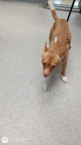 Dog walker Tracy Animal Shelter Tracy