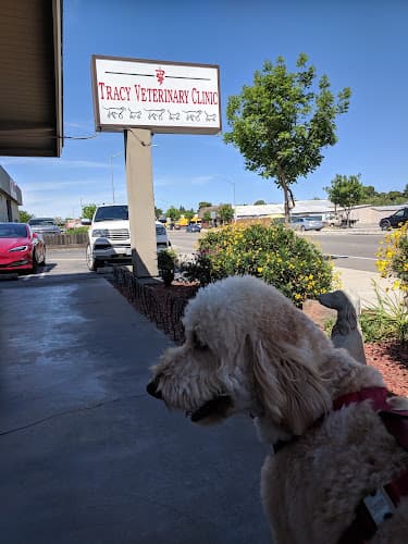 Dog walker Tracy Veterinary Clinic Tracy
