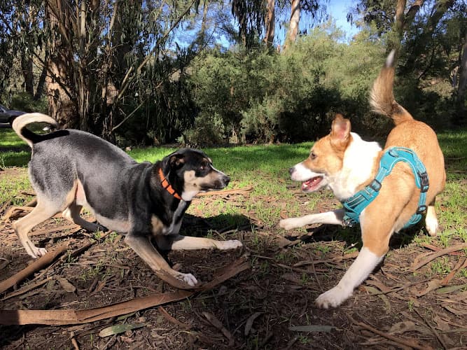 Dog walker Trailing Tails Daly City