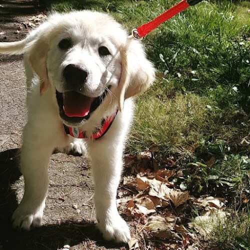 Dog walker Trails And Tails Dog Walking Seattle