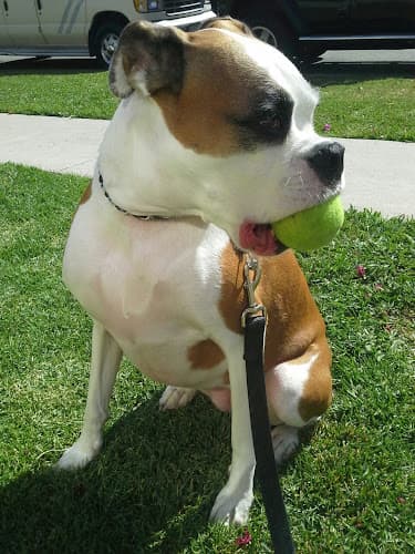 Dog walker Tumble n' Play Pet Services Los Angeles