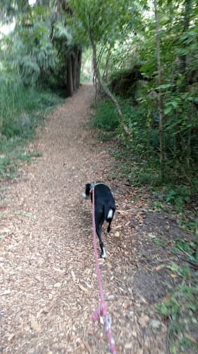 Dog walker U J Hamby Park Hillsboro