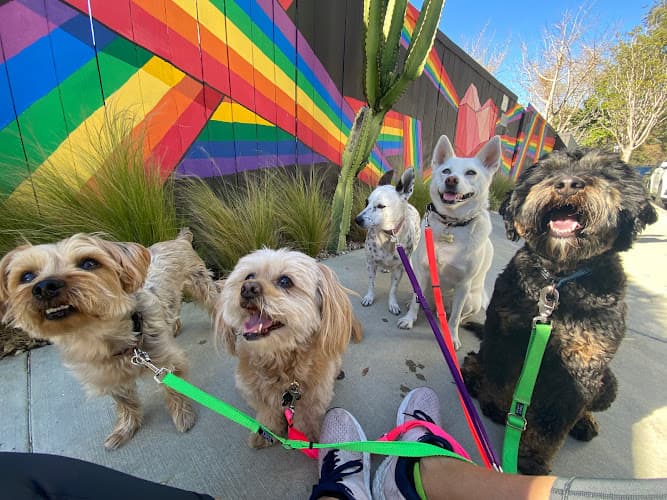 Dog walker Ugo Walking Los Angeles