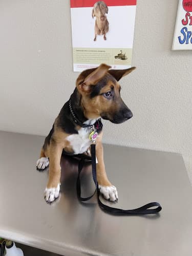 Dog walker Valley Oak SPCA Spay Clinic Visalia