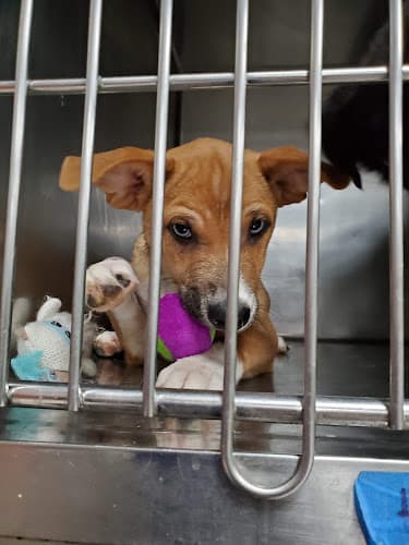 Dog walker Valley Oak SPCA Visalia