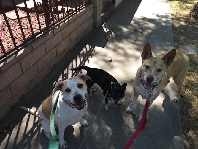 Dog walker Valley of the Dogs Burbank