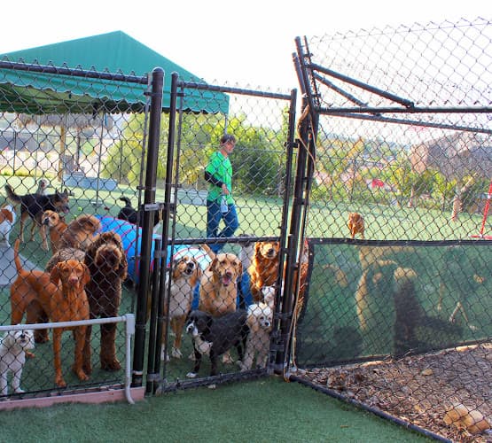 Dog walker VCA Acacia Animal Hospital and Pet Resort Escondido