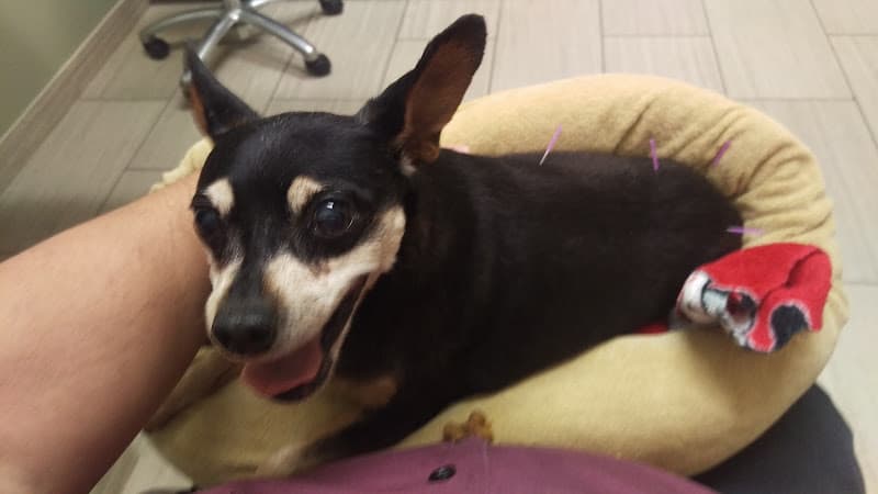 Dog walker VCA All Creatures Animal Hospital Indio