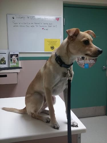 Dog walker VCA Lewelling Animal Hospital San Leandro