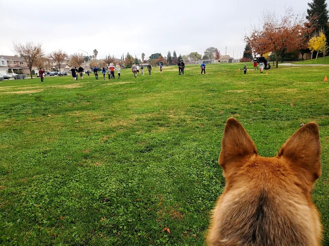 Dog walker Veteran's Park Tracy