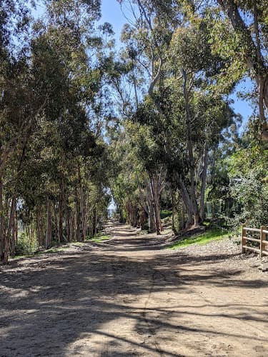Dog walker Village H Carlsbad