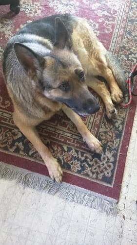 Dog walker Village Veterinary Hospital Escondido