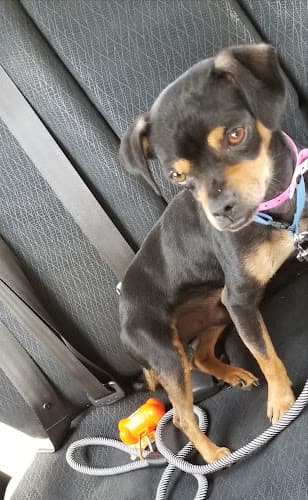 Dog walker Visalia Animal Care Center Visalia