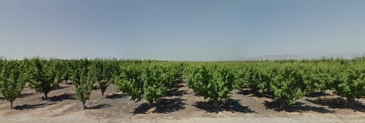 Dog walker Visalia Country Kennel Visalia