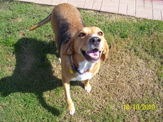 Dog walker Visalia's VIP Pet Boarding & More Visalia