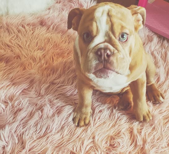 Dog walker Wag Hotels San Marcos