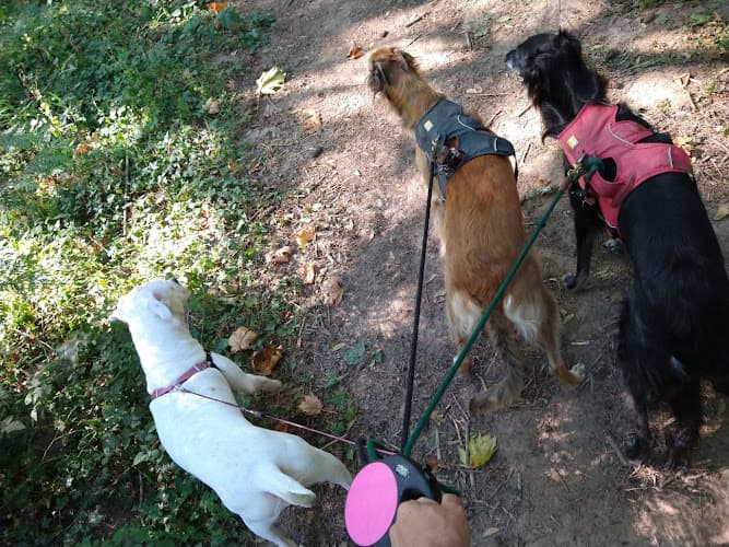 Dog walker Wag N Walk PDX Portland