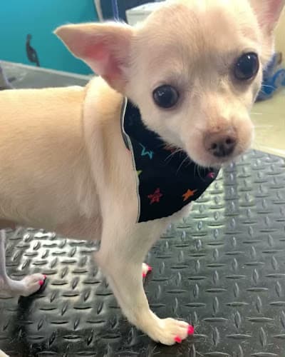 Dog walker Waggily Ever after pet grooming llc. South Gate