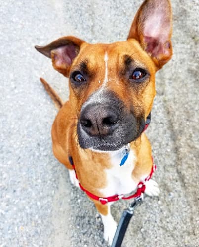 Dog walker Waggin Tails Pet Care Seattle