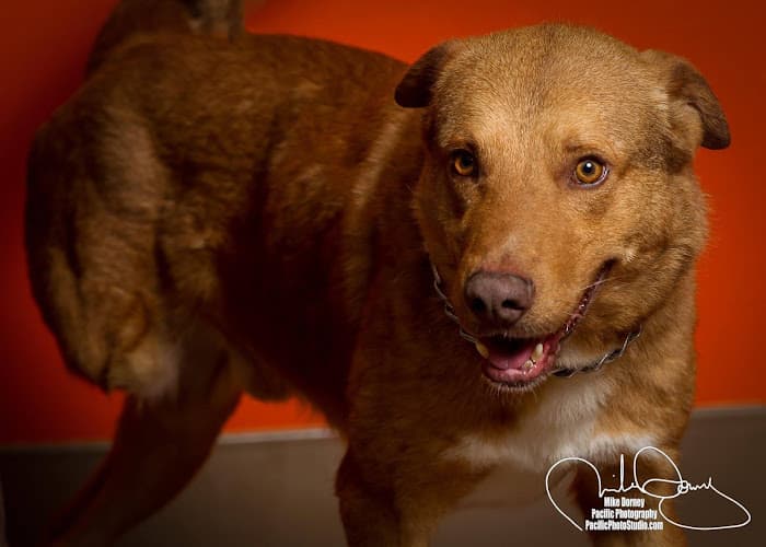 Dog walker WAGS Pet Adoption Westminster