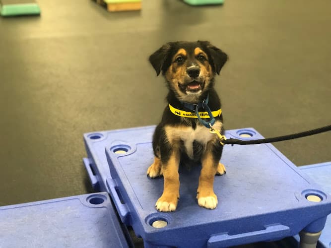 Dog walker Wags & Wiggles Orange