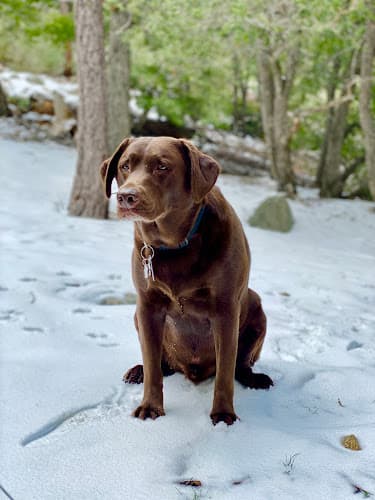 Dog walker Wallee Kennels Ontario