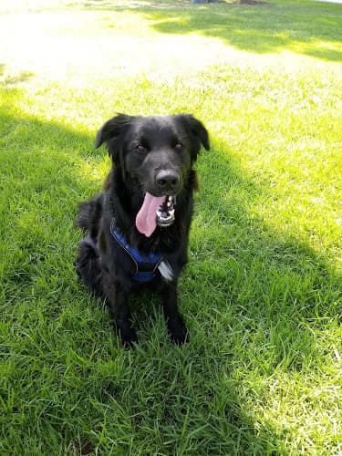 Dog walker Walmerado Park West Covina