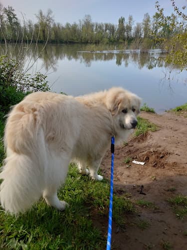 Dog walker Walsh's Landing Trailhead Salem