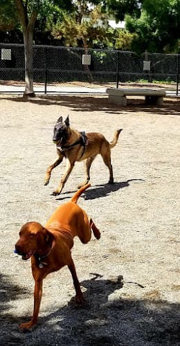 Dog walker Wells Park El Cajon