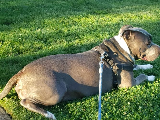 Dog walker Wendy Kroger Park Salem