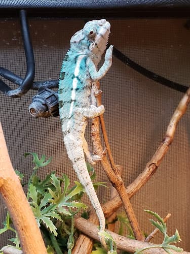 Dog walker West Coast Chameleons and Feeders Yakima