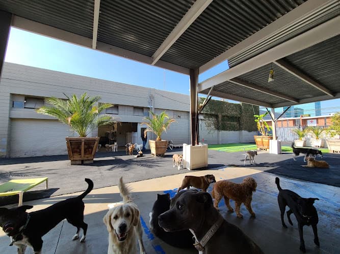 Dog walker West LA Dogs- Big Dog Building Los Angeles