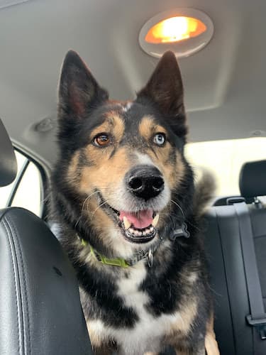 Dog walker West Salem Animal Clinic Salem
