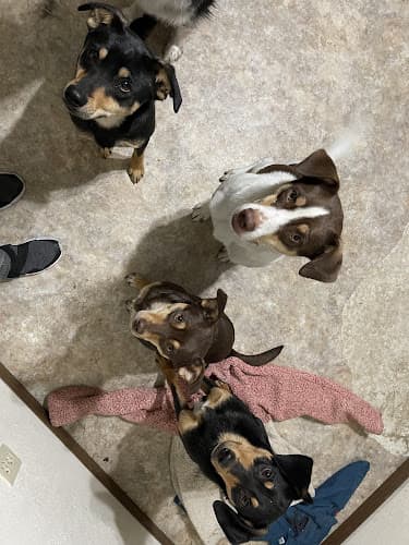Dog walker West Valley Boarding Kennels Yakima