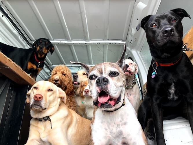 Dog walker Whitaker Dog Day Camp - Dog Daycare and Boarding Los Angeles