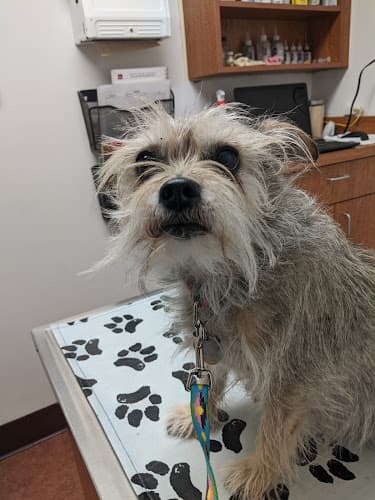 Dog walker White's Pet Hospital Santa Barbara