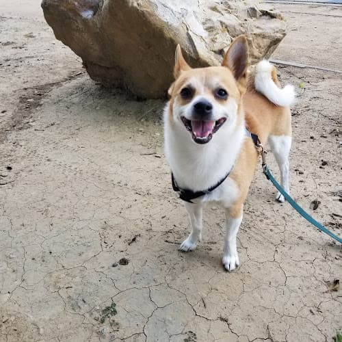 Dog walker Whittier Dog Park Norwalk
