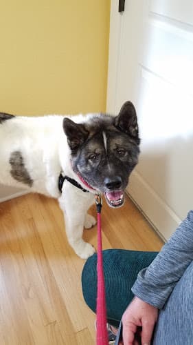Dog walker Whole Pet Veterinary Care, LLC Salem