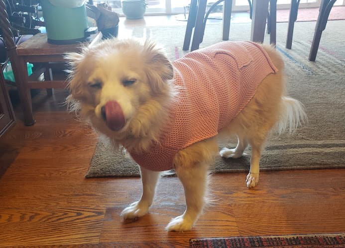 Dog walker Wiggles Pet Sitting San Mateo